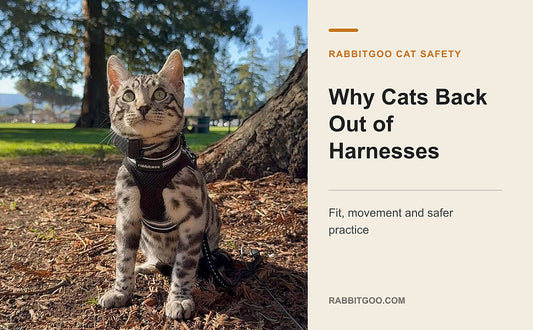 Why Cats Back Out of Harnesses—and How to Reduce the Risk