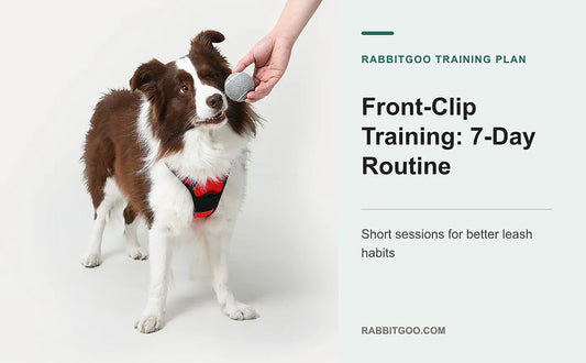 Front-Clip Harness Training: A 7-Day Loose-Leash Routine