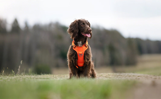 Types of Dog Harnesses & How to Put Them On - Rabbitgoo