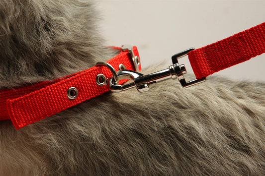 Why should you leash the dog when walking outside?