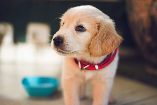 Top 100 Most Popular Puppy Names of 2023 - Rabbitgoo
