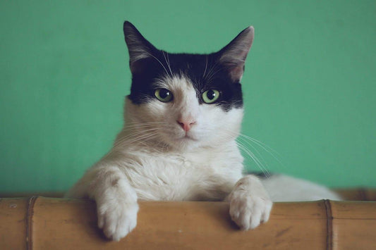 Why Does My Cat Follow Me Into the Bathroom? (5 Reasons) - Rabbitgoo