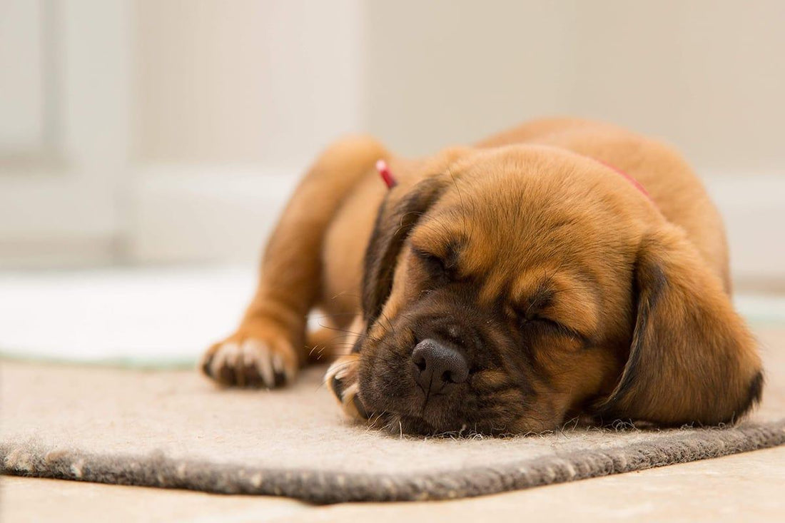 5 Tips To Calm Your Dog During A Thunderstorm - Rabbitgoo