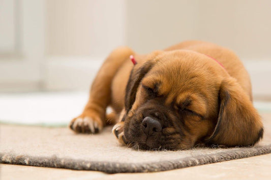 5 Tips To Calm Your Dog During A Thunderstorm - Rabbitgoo
