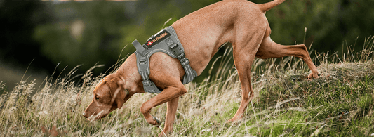 A dog in a dog harness
