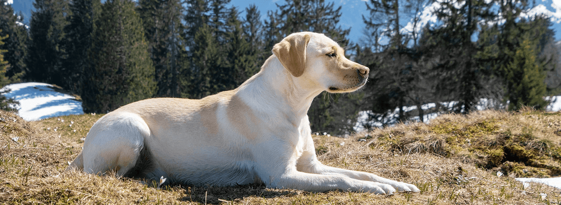The Most Popular Dog Breed in the USA - Rabbitgoo
