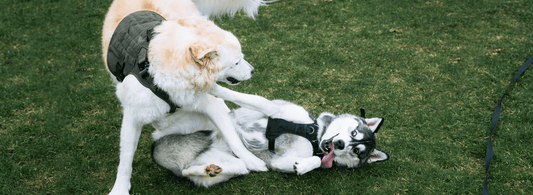 What Size of Harness Is for My Dog? - Rabbitgoo