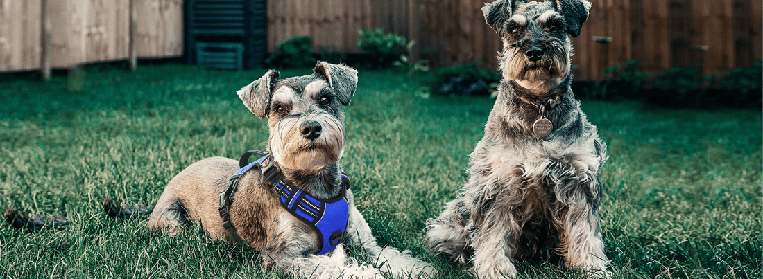 A schnauzer wears a blue dog harness and a schnauzer wears a collar.