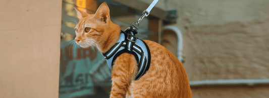 How to Harness Train a Cat - Wear Training - Rabbitgoo
