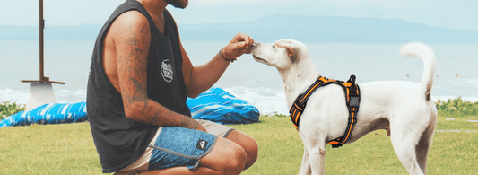 Fun and Fitness: Harness Training Techniques for Walking and Jogging - Rabbitgoo