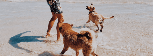 Dog Activities in Summer: Enjoyable Ideas - Rabbitgoo
