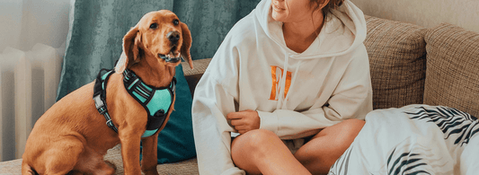 How to Adjust Rabbitgoo Dog Harness? Step-by-Step Guide - Rabbitgoo