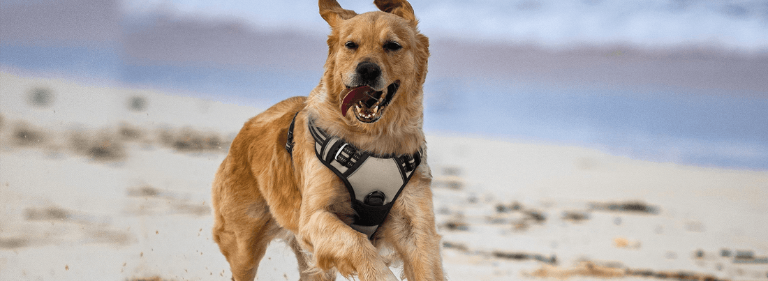 Best No-pull Dog Harness for Large Dogs - Rabbitgoo