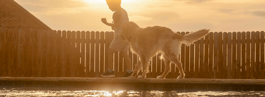 Explore Top-Selling Pet Gear And Accessories - Rabbitgoo