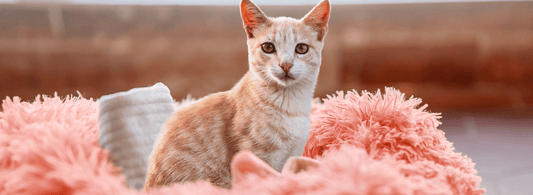 Selecting the Purr-fect Kitten Bed: A Comprehensive Guide - Rabbitgoo