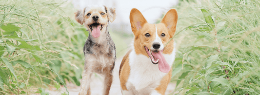 The Best Harnesses for Large Dogs - Rabbitgoo