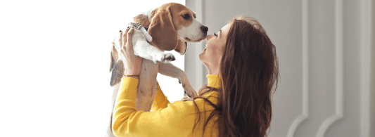 How to take care of small-to-medium dogs - Rabbitgoo