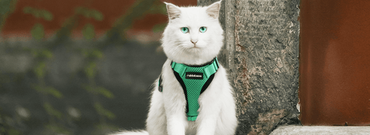 6 Tips for Caring Long-haired Cats - Rabbitgoo