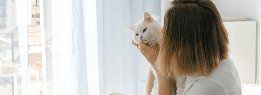 Things Need to Know About Becoming A Cat Owner - Rabbitgoo