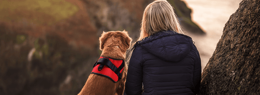 A Guide to the Types of Service Dogs - Rabbitgoo