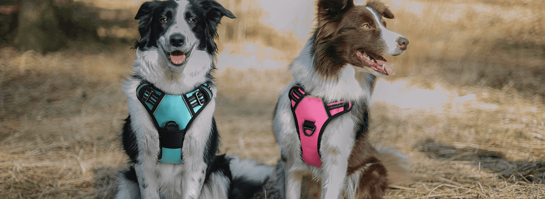 Types of Dog Harnesses & How to Put Them On - Rabbitgoo