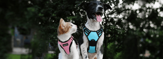 Can You Use a Dog Harness for a Cat? Why Experts Say No - Rabbitgoo