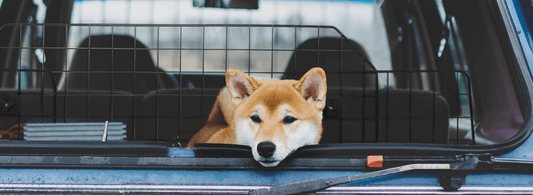 Summer Travel With Pet: All You Are Looking For - Rabbitgoo