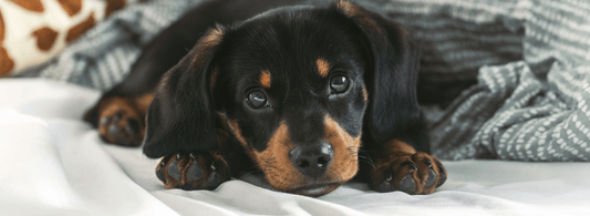 The Ultimate Guide to Choosing the Right dog Harness - Rabbitgoo