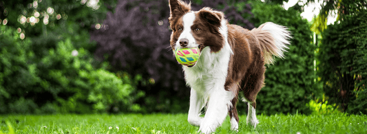 Things to know about choosing a large dog harness - Rabbitgoo