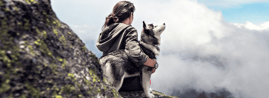 How to Take Care of Large Dogs - Rabbitgoo