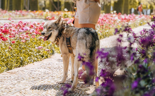 5 Tips for Your Pet's Spring Outdoor Adventure