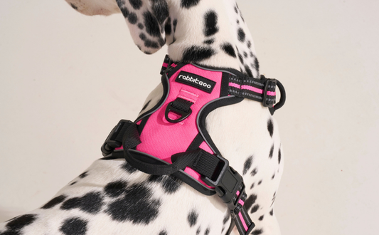 RG Harness 101: How to Measure & Choose the Perfect Fit?