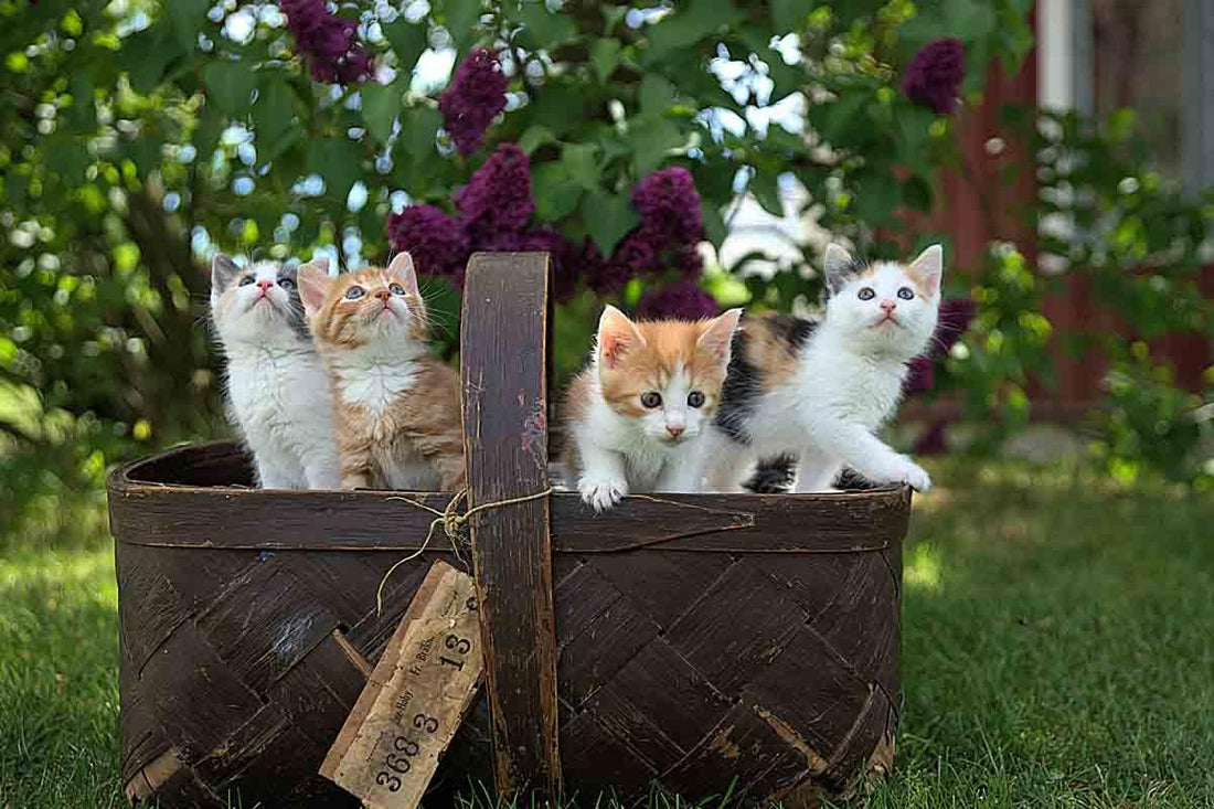 100 Popular Cat Names of 2023 - Rabbitgoo
