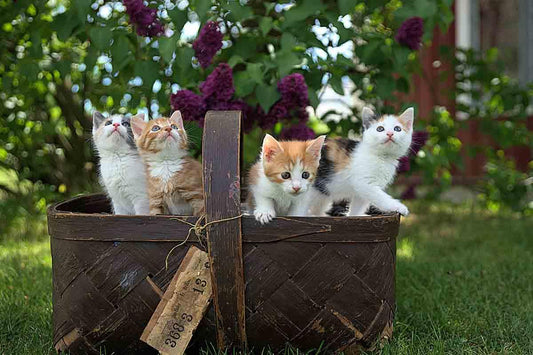 100 Popular Cat Names of 2023 - Rabbitgoo