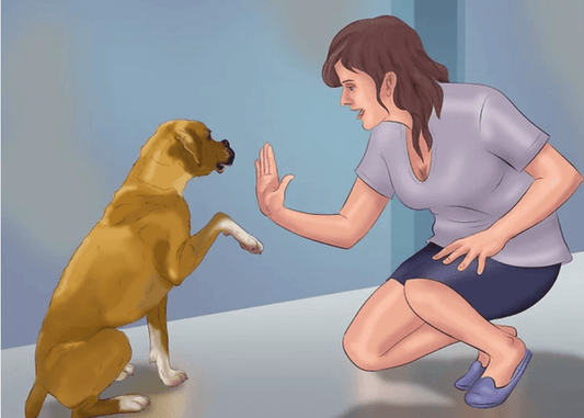 10 Basic Training Guidelines That You Must Acquire - Rabbitgoo