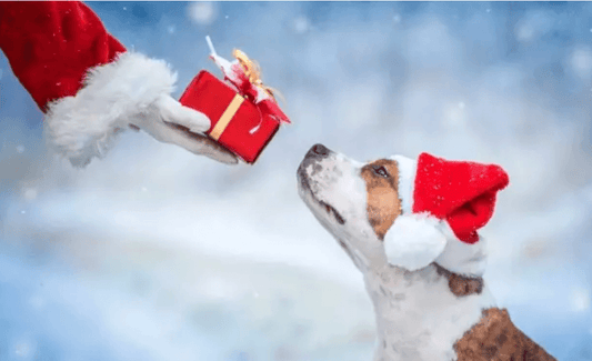 5 Best Christmas That Your Dog Deserves This Year
