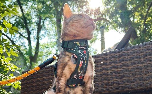 Ophelia’s Road Trip: Finding the Right Harness for a Bengal Cat