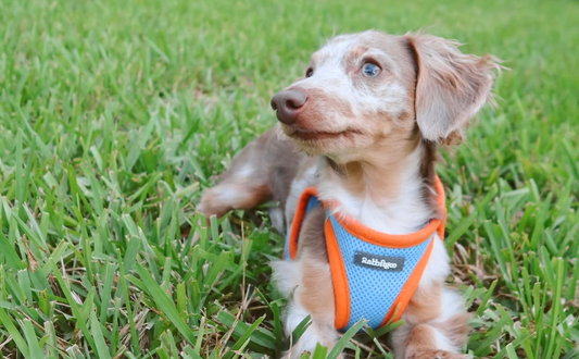 Dachshund 101: The World’s Fashion Darling
