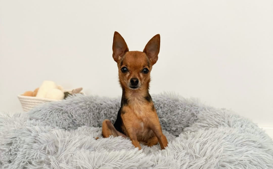Bringing Home a New Dog: Essential Prep, Gear & the 3-3-3 Rule