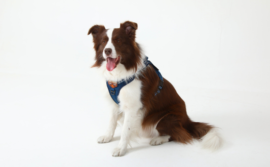 RG Harness 101: Mastering the 4-Point Adjustment System