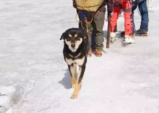 The First Dog to Conquer the Himalayas
