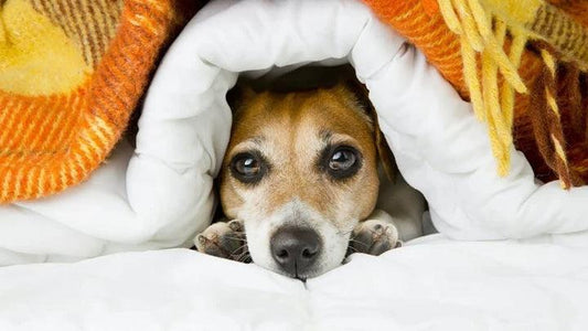 How To Choose The Right Pet Bed - Rabbitgoo