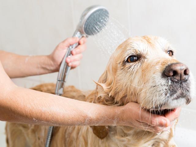 bath the dog