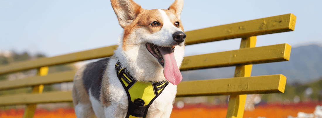 How to Measure a Dog for Harness - Rabbitgoo