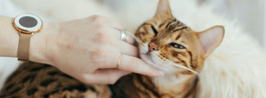 An orange cat is playing with her owner and purring