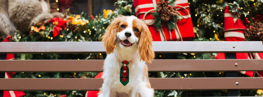 5 Best Christmas That Your Dog Deserves This Year - Rabbitgoo