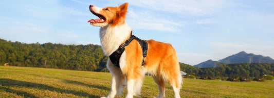 A smailing dog with dog vest harness
