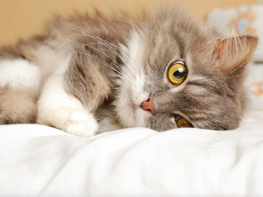 Does cat have to be dewormed