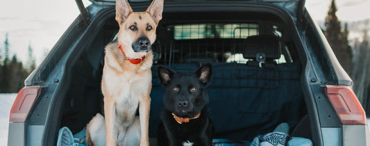 Dog Car Barrier vs. Crate Which Is Better