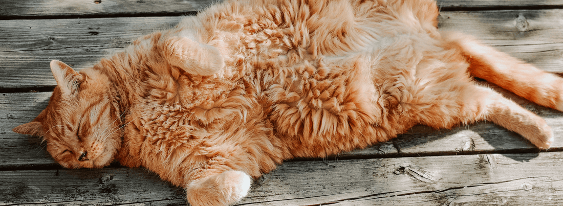 Slimming Down Fat Cats: Effective Cat Training Strategies - Rabbitgoo